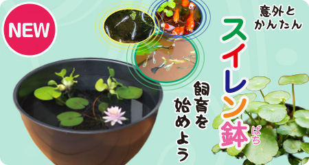 「スイレン鉢飼育を始めよう」をアップしました！