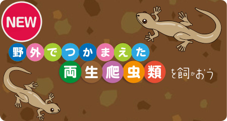 「ニホンヤモリを飼おう」をアップしました!