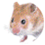 ハムスターの飼い方