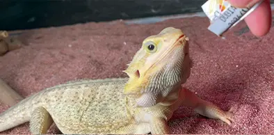 給餌イメージ