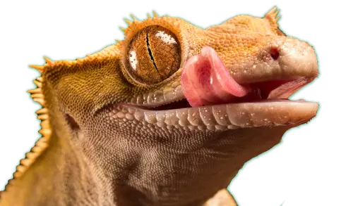 クレス