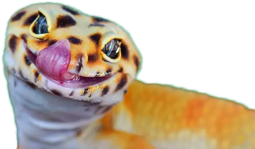 レオパ