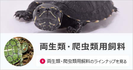 商品情報<錦鯉,金魚,熱帯魚,メダカ,小動物,鳥,爬虫類,両生類 商品情報<錦鯉,金魚,熱帯魚,メダカ,小動物,鳥,爬虫類,両生類