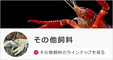 商品情報<錦鯉,金魚,熱帯魚,メダカ,小動物,鳥,爬虫類,両生類 商品情報<錦鯉,金魚,熱帯魚,メダカ,小動物,鳥,爬虫類,両生類