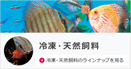 商品情報<錦鯉,金魚,熱帯魚,メダカ,小動物,鳥,爬虫類,両生類 商品情報<錦鯉,金魚,熱帯魚,メダカ,小動物,鳥,爬虫類,両生類