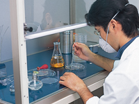 プロバイオティクスに必要な“ひかり菌を”を検査しています