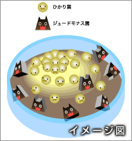 ひかり菌イメージ