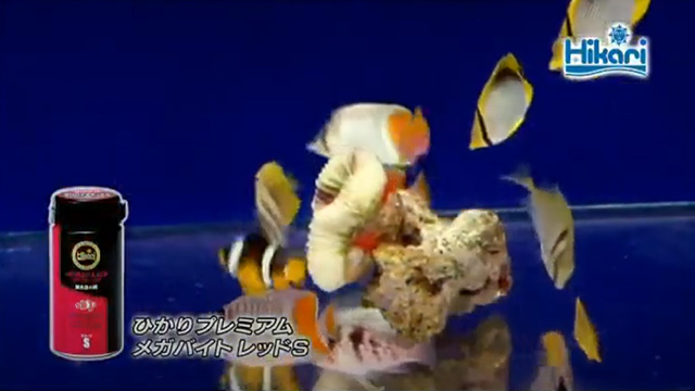ひかりプレミアムメガバイトレッド<クマノミ,ハゼ・フグ,エビなどに>|海水魚のエサ|キョーリン【Hikari】 ひかりプレミアムメガバイトレッド<クマノミ,ハゼ・フグ,エビなどに>|海水魚のエサ|キョーリン【Hikari】