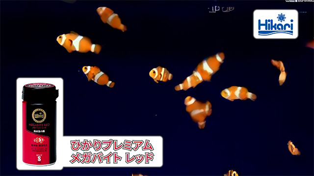 【ひかりプレミアムメガバイトレッド】プロモーション動画