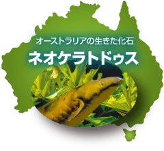 ネオケラトドゥス