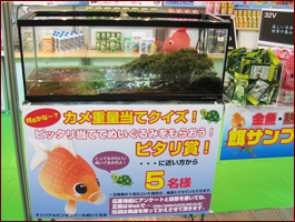 カメ重量当てクイズ実施中