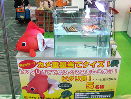 カメ重量当てクイズ実施中