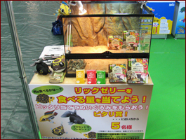 陸ガメの食べる量当てクイズ実施中