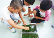 教室で飼育している宇宙メダカ