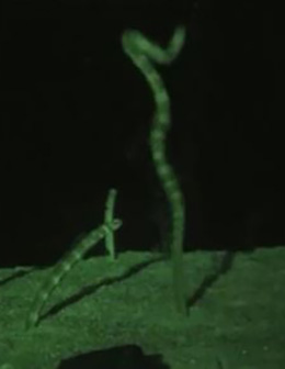 チンアナゴの産卵の瞬間