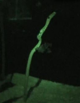 チンアナゴの産卵の瞬間