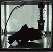 ブラックホール1ps区