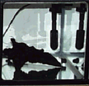 ブラックホール2ps区