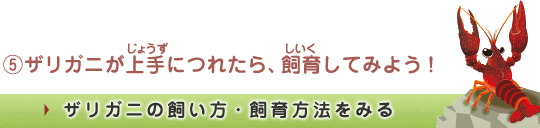 ザリガニが上手につれたら、飼育してみよう！
