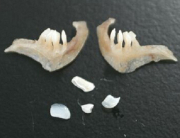 全体像はこちら