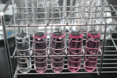 試薬で着色（左からBADE。一番左はそのままの水道水）