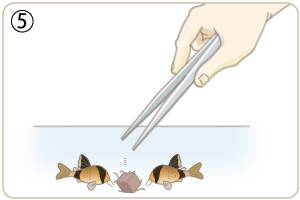 注射器内の余分な水分は水汚れの原因になりますので、可能な限り除去して糸ミミズを与えて下さい。