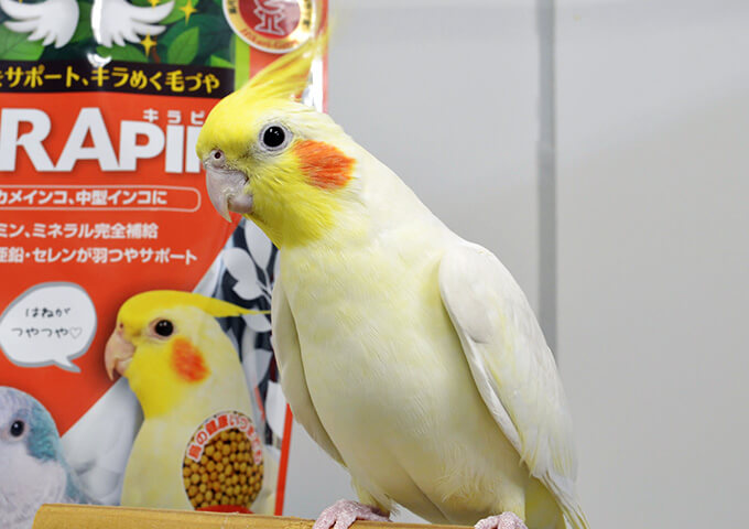 キラピピとぴーちゃん記念撮影