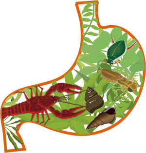 消化管内容物イメージ