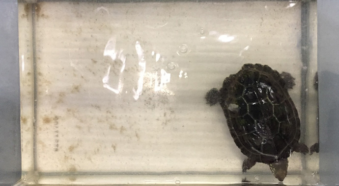 カメプロス ヘルスケア