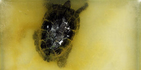 おおきなカメのエサ