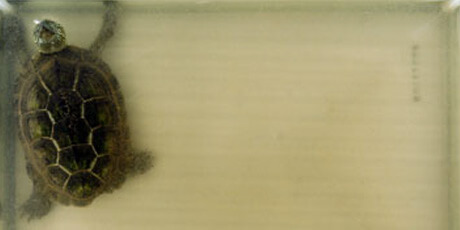 ハイパークリア