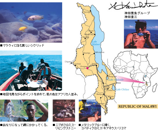 水晶の湖、マラウイに舞うアフリカンシクリッド＜シクリッド王国,現地