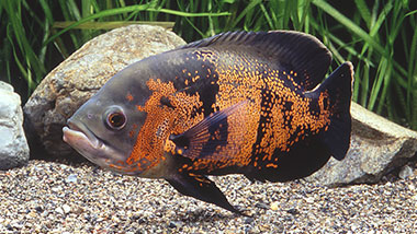 小型熱帯魚専用飼料 クレストフリーク＜コリドラス,ベタ,アジア