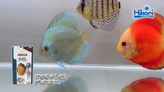 ディスカス専用飼料 ひかりクレストディスカス 熱帯魚用飼料 餌 エサ キョーリン