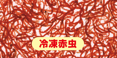 冷凍赤虫