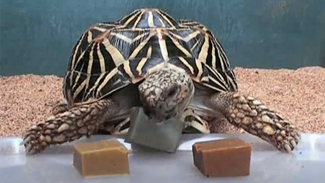 【リックゼリー】プロモーション動画 その2