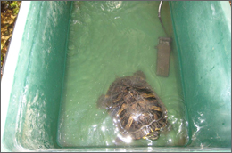 試験（1）カメプロス