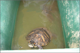 試験（1）他社飼料