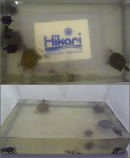 試験（2）カメプロス