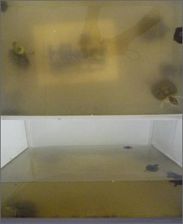 試験（2）他社飼料