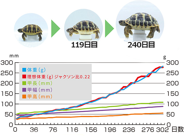 マルベリックドライ大粒1kg キョーリン ひかり 陸亀の餌 販売 通販
