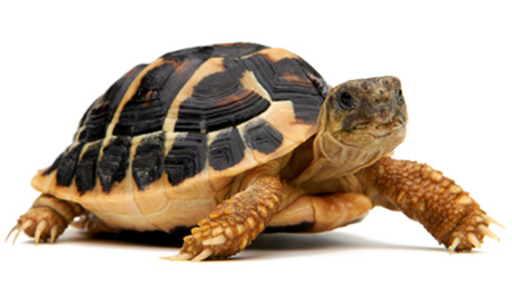 ヘルマンリクガメ