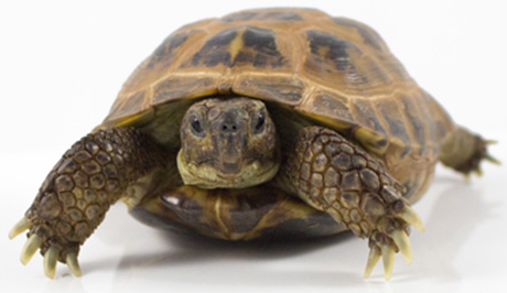 ロシアリクガメ