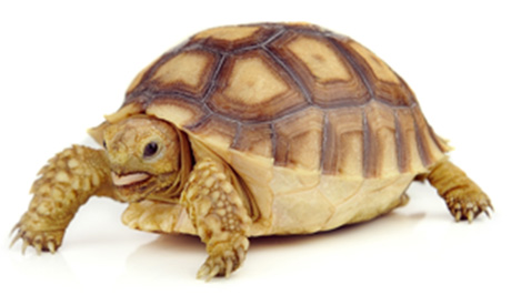 ケヅメリクガメ