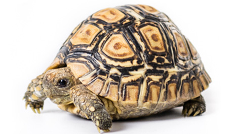 ヒョウモンリクガメ