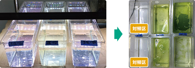 植物プランクトン培養液 イージーグリーン 観賞魚用器具類 キョーリン 植物プランクトン培養液 イージーグリーン 観賞魚用器具類 キョーリン
