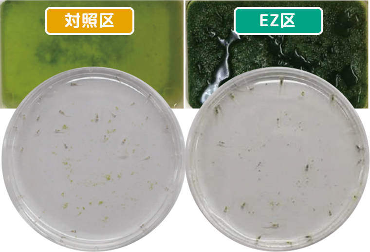 メダカ稚魚成長試験