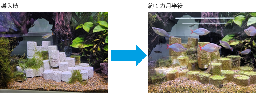 ヘキサロック導入時と約1か月半後