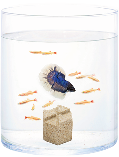 betta