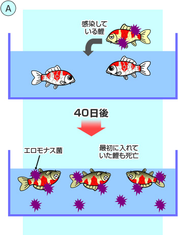 株式会社キョーリン キョーリンクオリティ 山崎研究所 基礎研究 新穴あき病感染予防について